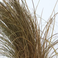 Siergrassenpakket - Set Van 6 - Pot 10.5Cm - Hoogte 15-25Cm