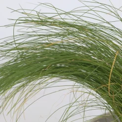 Siergrassenpakket - Set Van 6 - Pot 10.5Cm - Hoogte 15-25Cm