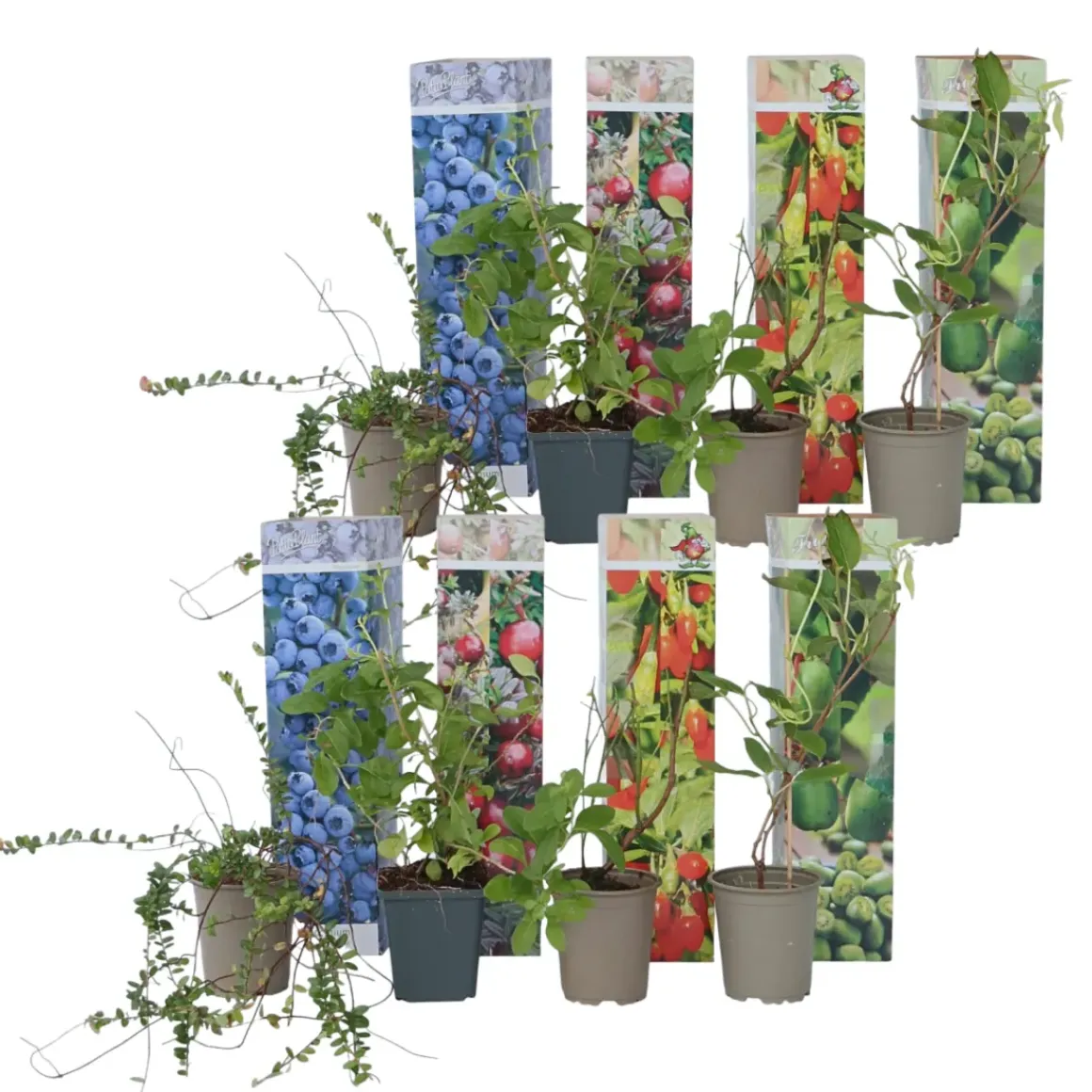 Smoothie Mix - Mix Van 8 - Goji,Cranberry,Bes, Kiwi - Pot 9Cm - Hoogte 25-40Cm