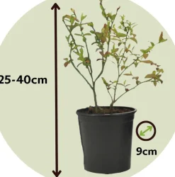Smoothie Mix - Mix Van 8 - Goji,Cranberry,Bes, Kiwi - Pot 9Cm - Hoogte 25-40Cm