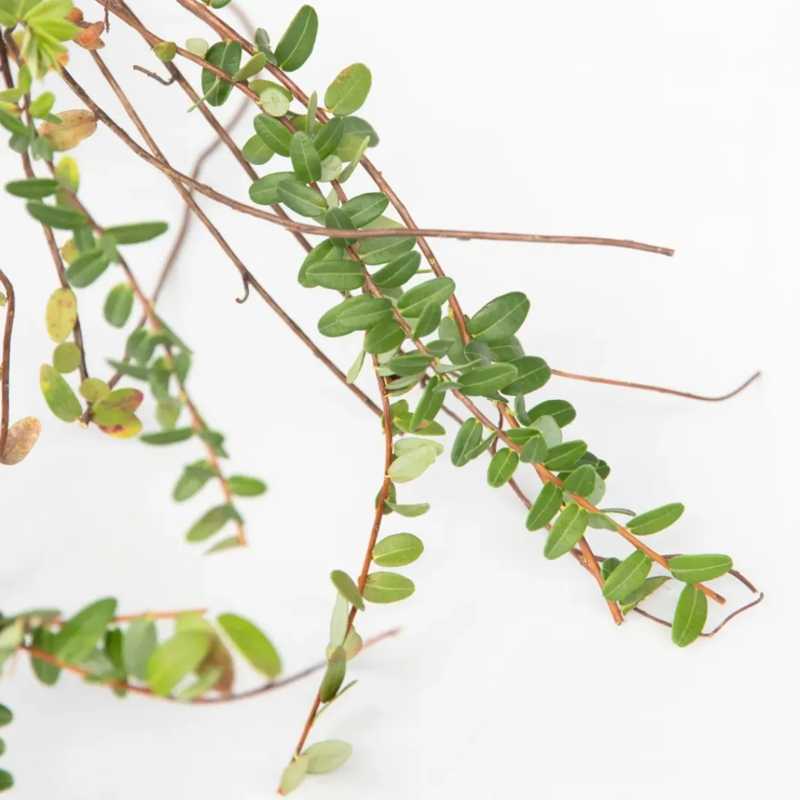 Smoothie Mix - Mix Van 8 - Goji,Cranberry,Bes, Kiwi - Pot 9Cm - Hoogte 25-40Cm
