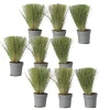 Stipa Tenuifolia 'Pony Tails' - Set Van 9 - Gras - Pot 9Cm - Hoogte 20-30Cm