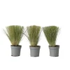 Stipa Tenuifolia 'Pony Tails' - Set Van 3 - Gras - Pot 9Cm - Hoogte 20-30Cm