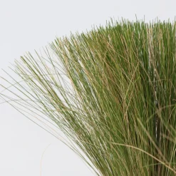Stipa Tenuifolia 'Pony Tails' - Set Van 3 - Gras - Pot 9Cm - Hoogte 20-30Cm