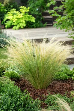 Stipa Tenuifolia 'Pony Tails' - Set Van 3 - Gras - Pot 9Cm - Hoogte 20-30Cm