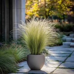Stipa Tenuifolia 'Pony Tails' - Set Van 6 - Gras - Pot 9Cm - Hoogte 20-30Cm
