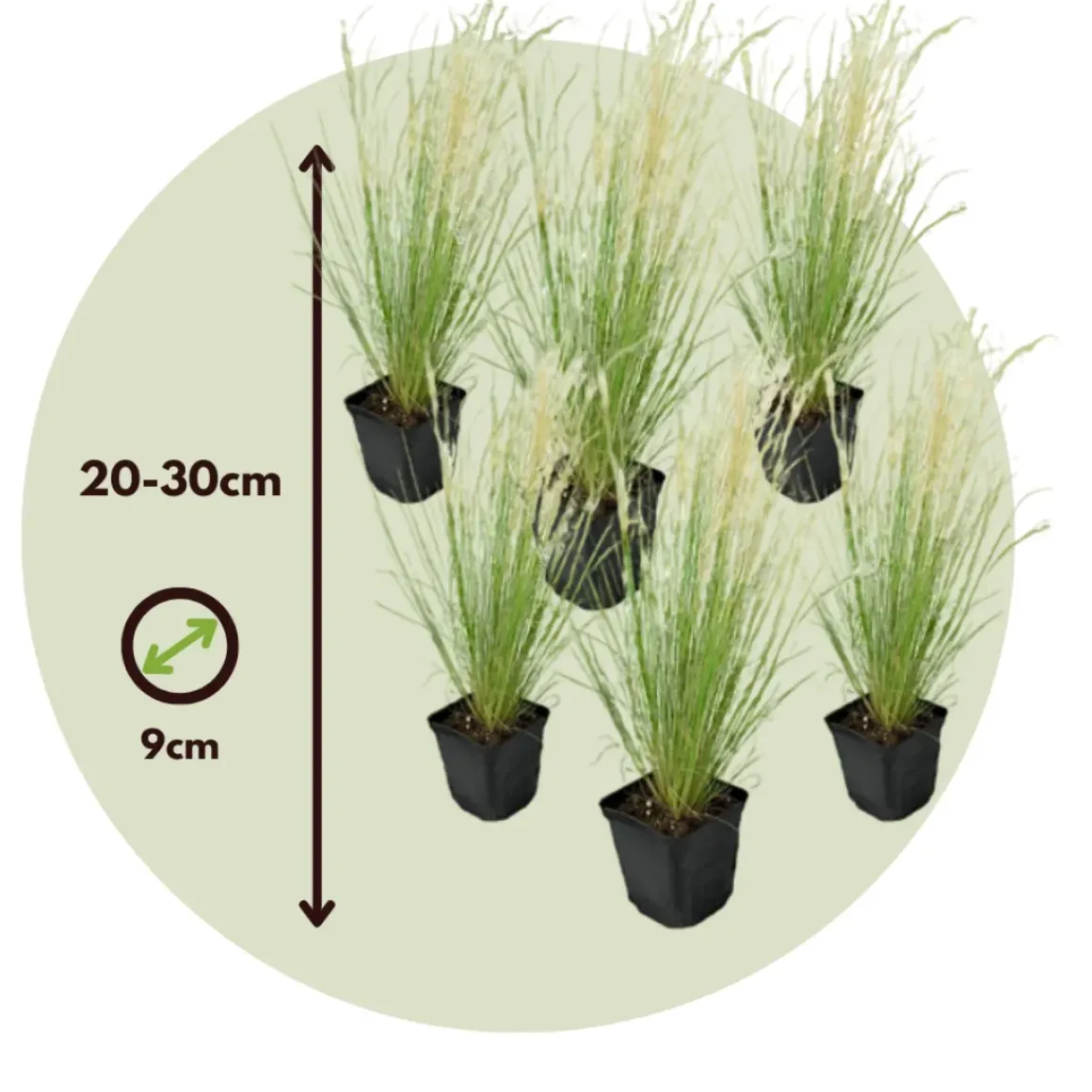 Stipa Tenuifolia 'Pony Tails' - Set Van 6 - Gras - Pot 9Cm - Hoogte 20-30Cm