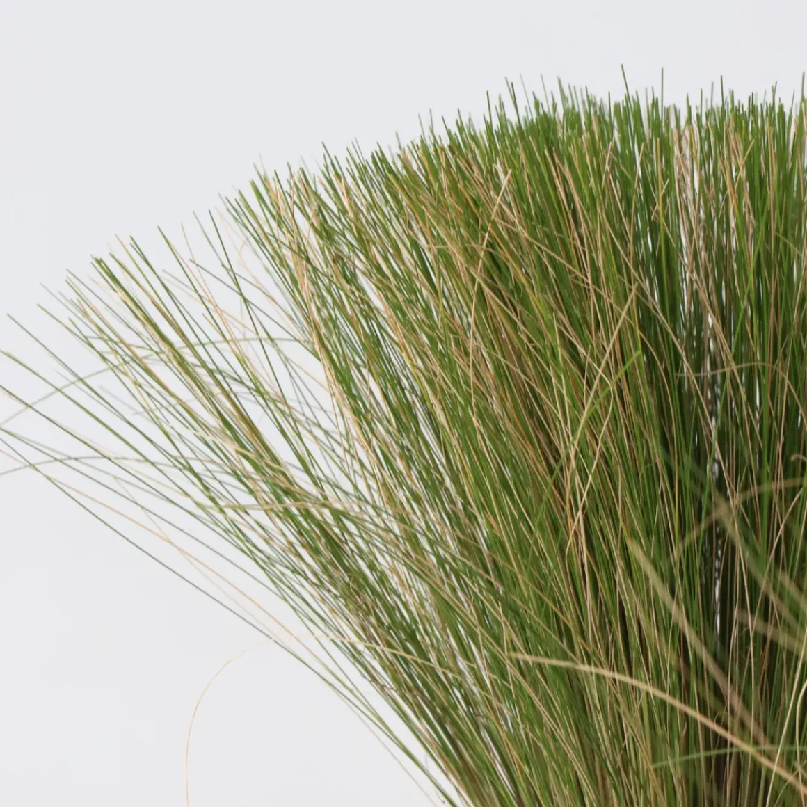 Stipa Tenuifolia 'Pony Tails' - Set Van 6 - Gras - Pot 9Cm - Hoogte 20-30Cm