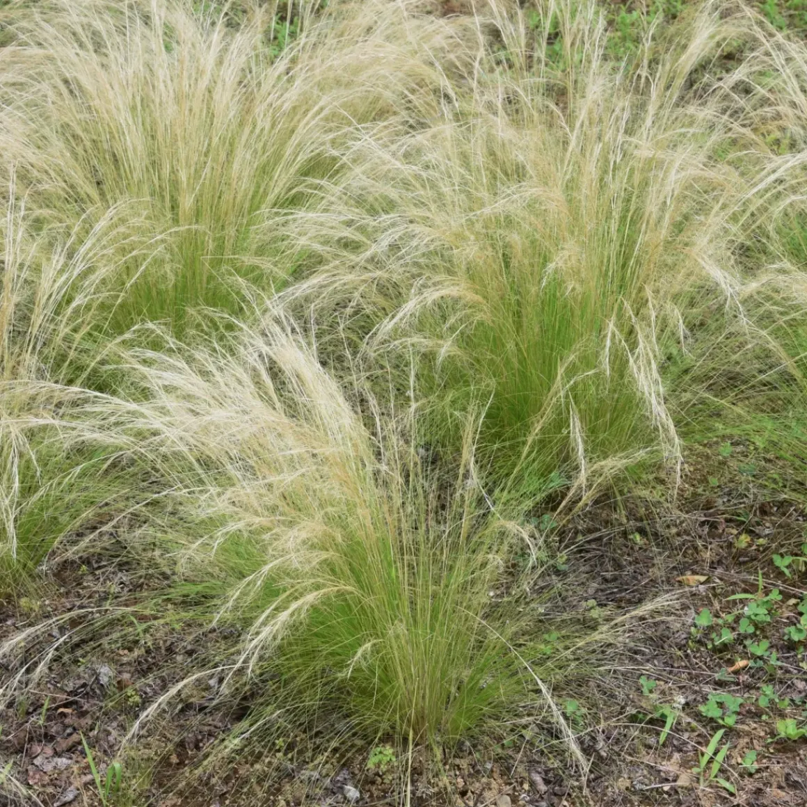 Stipa Tenuifolia 'Pony Tails' - Set Van 6 - Gras - Pot 9Cm - Hoogte 20-30Cm