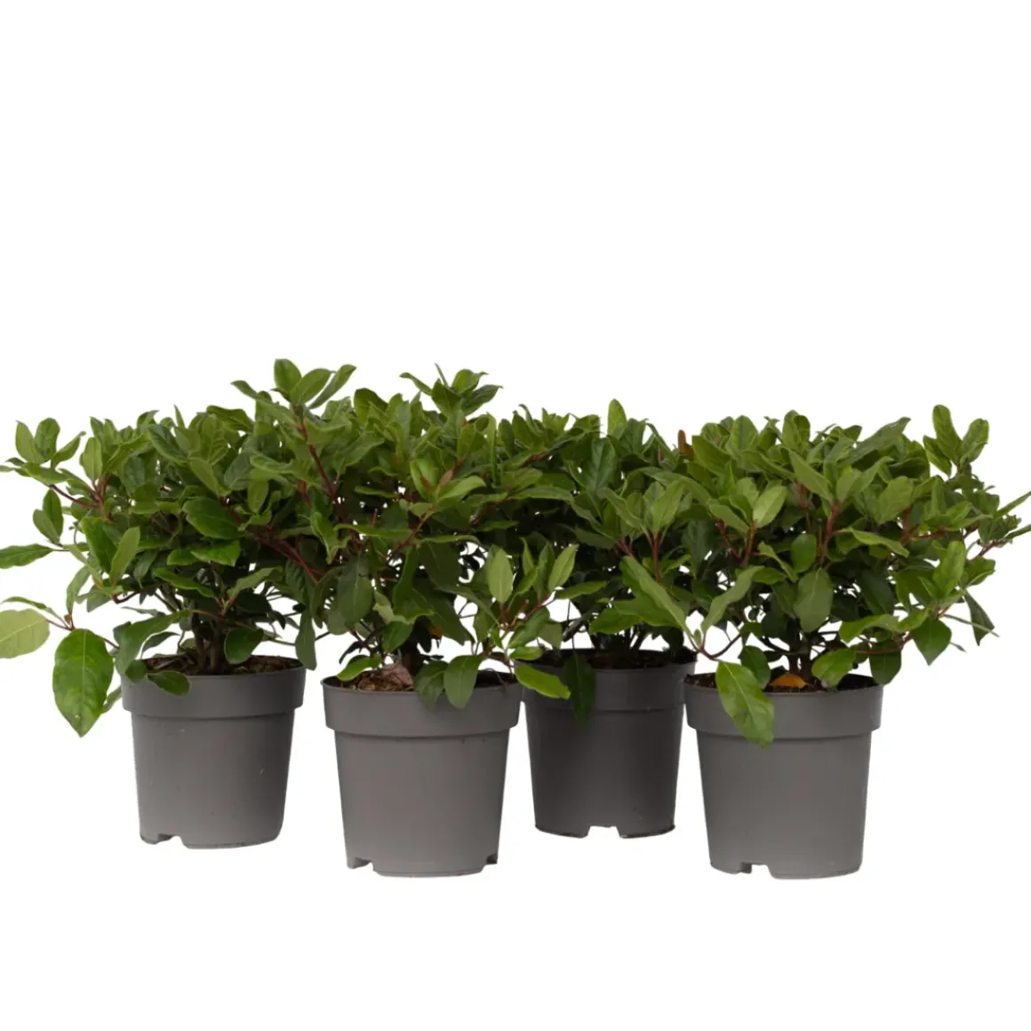 Viburnum Tinus - Set Van 4 - Groenblijvend - Pot 17Cm - Hoogte 25-40Cm