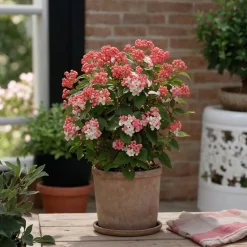 Viburnum Tinus - Set Van 4 - Groenblijvend - Pot 17Cm - Hoogte 25-40Cm