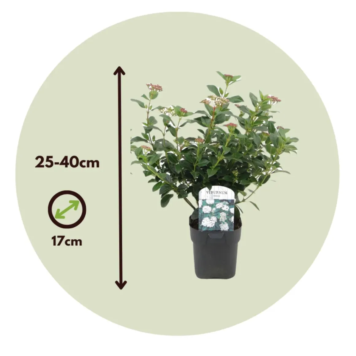 Viburnum Tinus - Set Van 4 - Groenblijvend - Pot 17Cm - Hoogte 25-40Cm