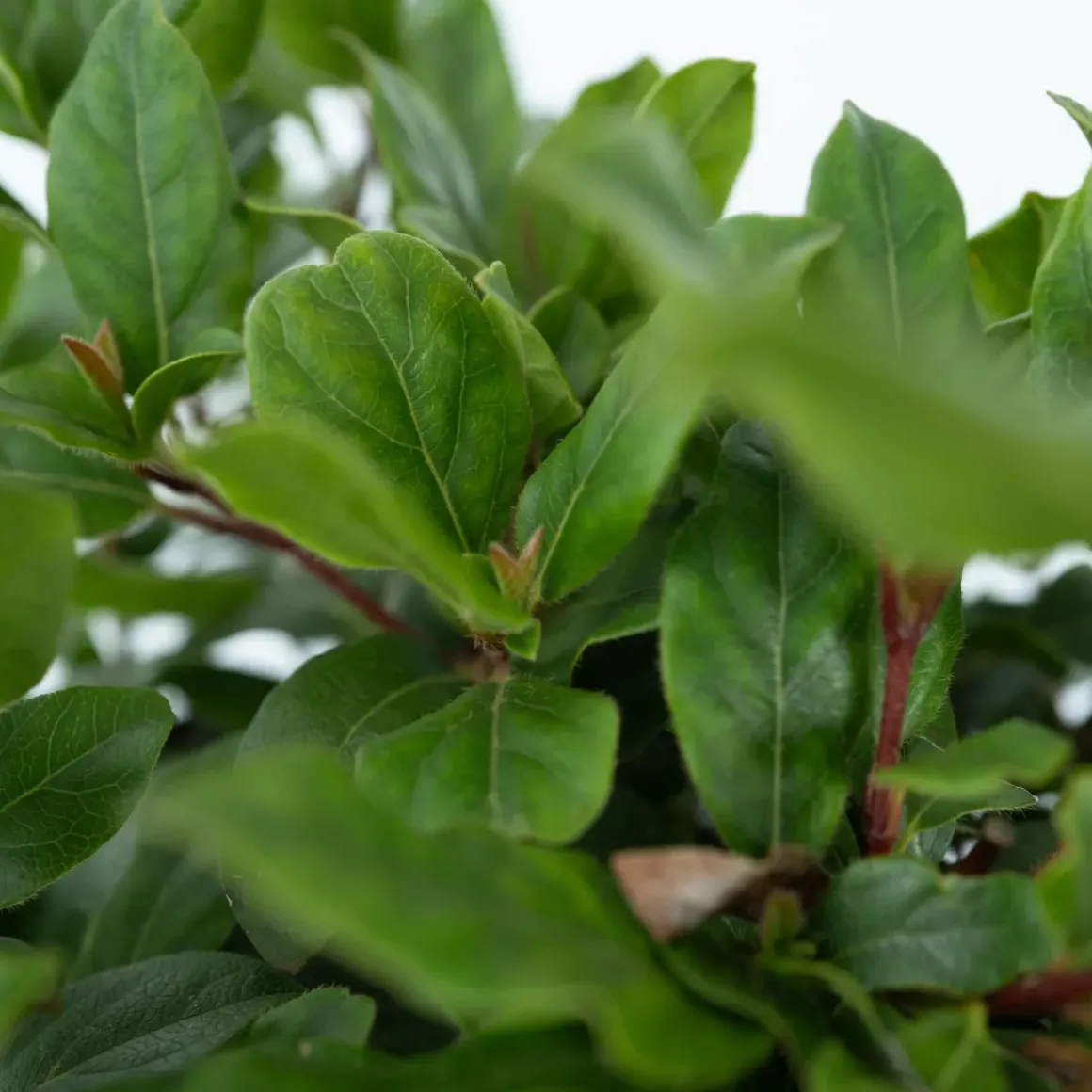 Viburnum Tinus - Set Van 4 - Groenblijvend - Pot 17Cm - Hoogte 25-40Cm