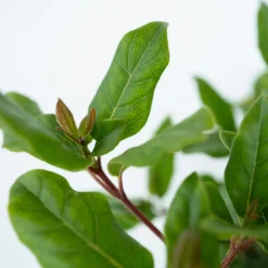 Viburnum Tinus - Set Van 4 - Groenblijvend - Pot 17Cm - Hoogte 25-40Cm