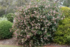 Viburnum Tinus - Set Van 4 - Groenblijvend - Pot 17Cm - Hoogte 25-40Cm