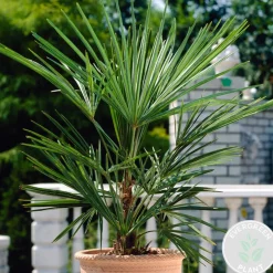 Washingtonia Robusta - Mexicaanse Waaierpalm - Palm - Groenblijvend - 21 Cm – ↕80-100 Cm