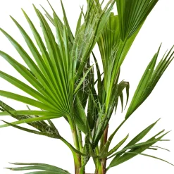 Washingtonia Robusta - Mexicaanse Waaierpalm - Palm - Groenblijvend - 21 Cm – ↕80-100 Cm