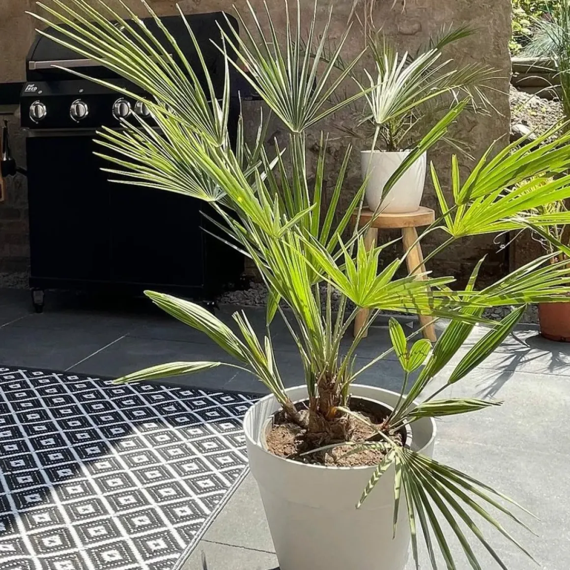Washingtonia Robusta - Mexicaanse Waaierpalm - Palm - Groenblijvend - 21 Cm – ↕80-100 Cm