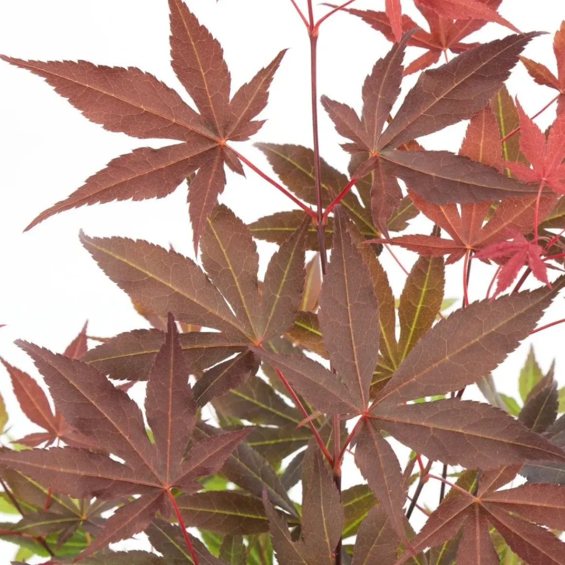 4X Acer Palmatum 'Atropurpureum' - Japanse Esdoorn - Heester - Winterhard - 10,5 Cm - ↕25-30 Cm