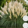 2X Cortaderia ‘Pumila' - Pampasgras - Siergrassen - Winterhard - 13 Cm - ↕20-30 Cm