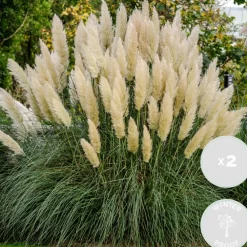 2X Cortaderia ‘Pumila' - Pampasgras - Siergrassen - Winterhard - 13 Cm - ↕20-30 Cm