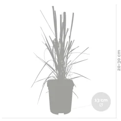 2X Cortaderia ‘Pumila' - Pampasgras - Siergrassen - Winterhard - 13 Cm - ↕20-30 Cm