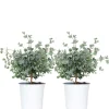 2X Eucalyptus Gunnii - Gomboom - Heester - Groenblijvend - 14 Cm - ↕25-35 Cm