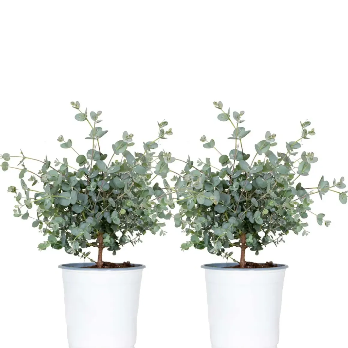 2X Eucalyptus Gunnii - Gomboom - Heester - Groenblijvend - 14 Cm - ↕25-35 Cm