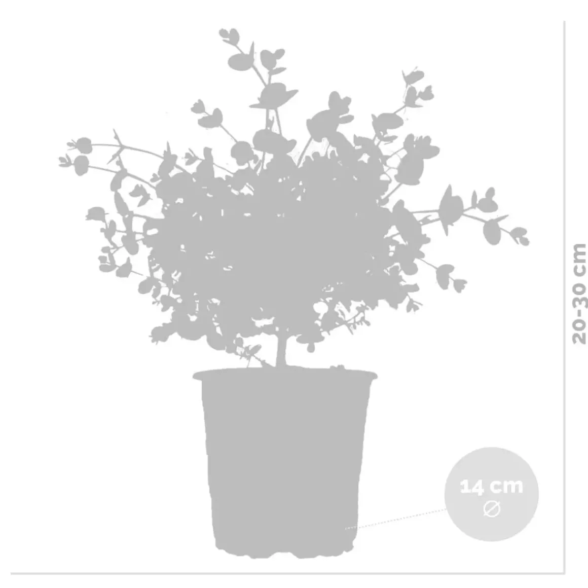 2X Eucalyptus Gunnii - Gomboom - Heester - Groenblijvend - 14 Cm - ↕25-35 Cm