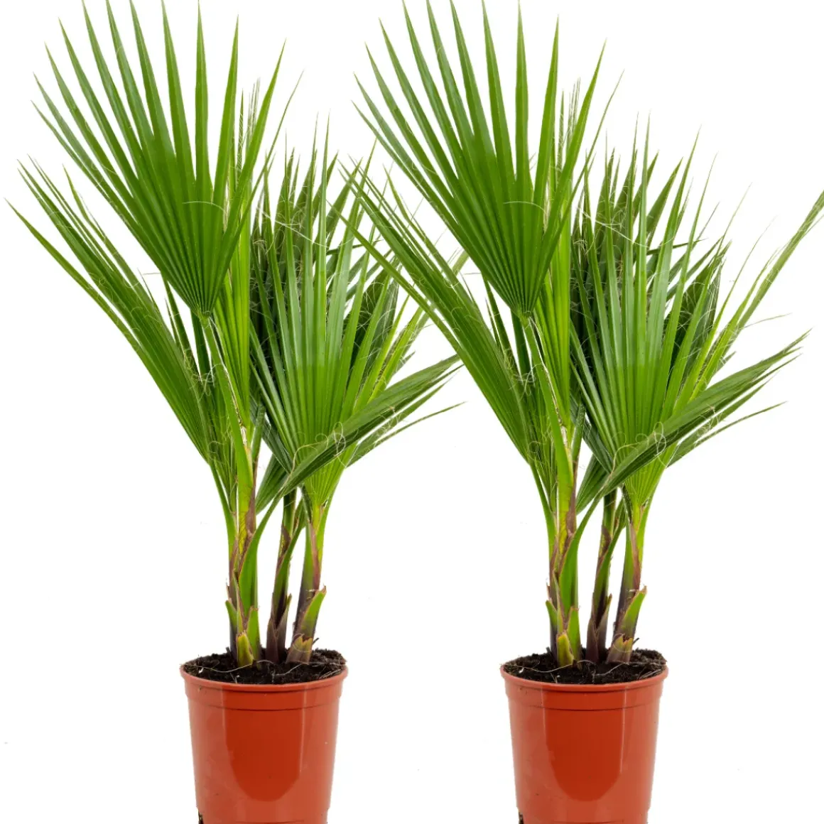 2X Washingtonia Robusta - Mexicaanse Waaierpalm - Palm - Groenblijvend - 17 Cm - ↕60-75 Cm