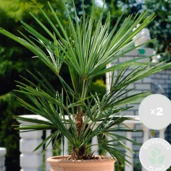 2X Washingtonia Robusta - Mexicaanse Waaierpalm - Palm - Groenblijvend - 17 Cm - ↕60-75 Cm