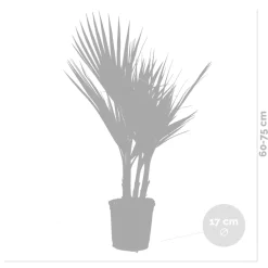 2X Washingtonia Robusta - Mexicaanse Waaierpalm - Palm - Groenblijvend - 17 Cm - ↕60-75 Cm